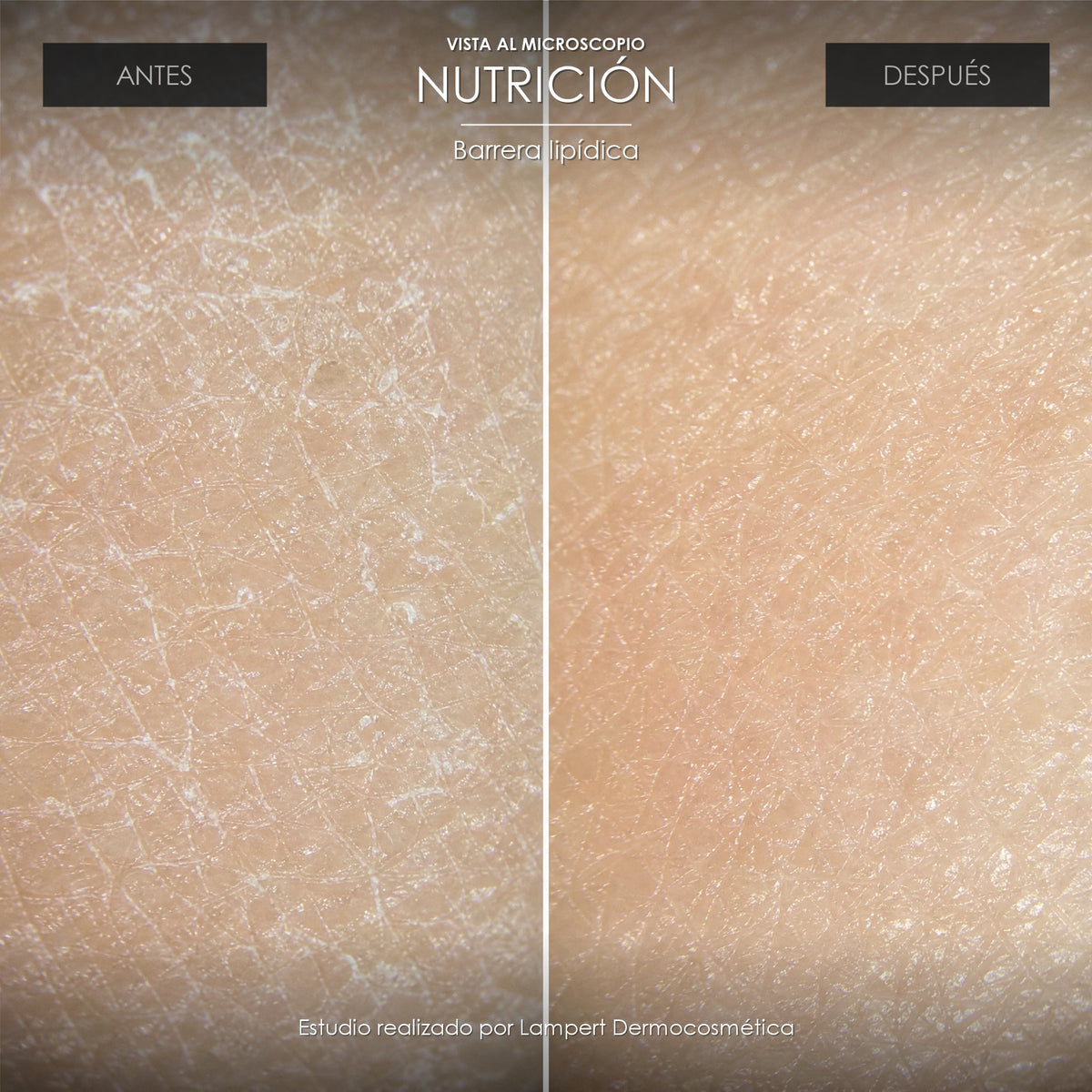 Vista al microscopio: nutrición antes y después
